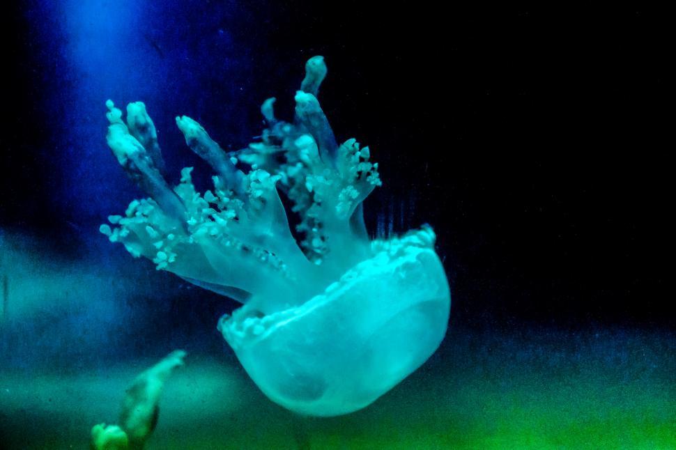 Free Image of jellyfish 