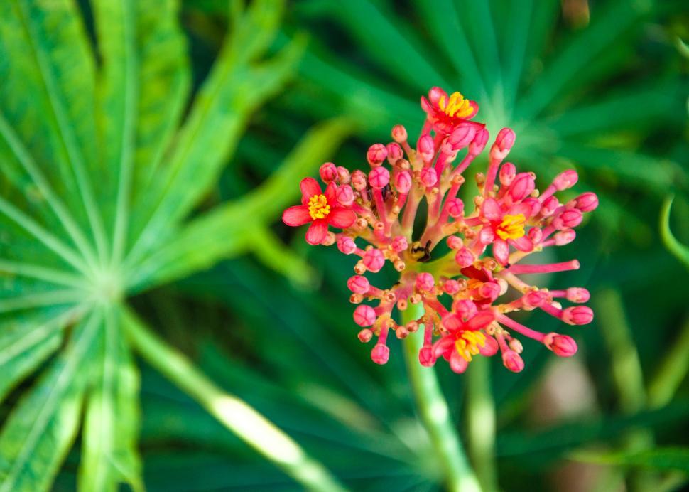 Free Image of Red flower 