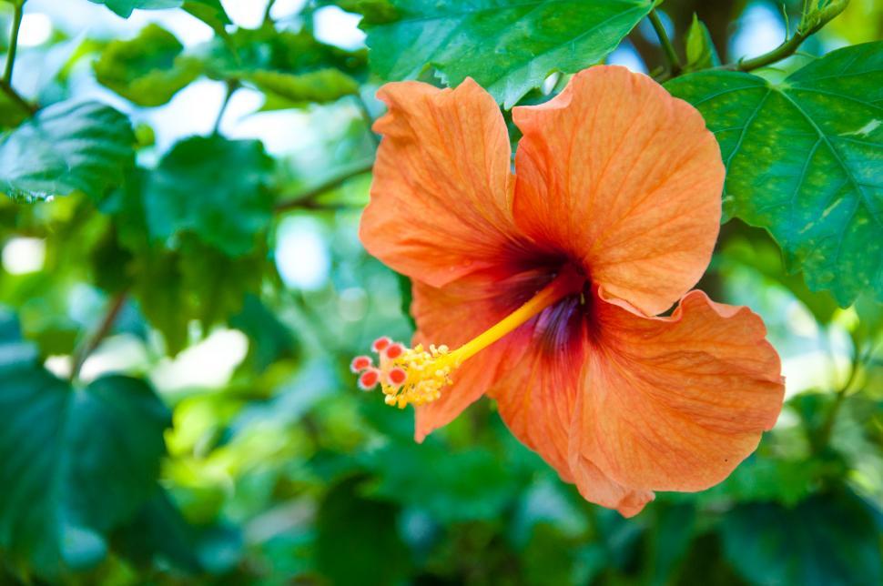 Free Image of Orange hibiscus tropical flower 