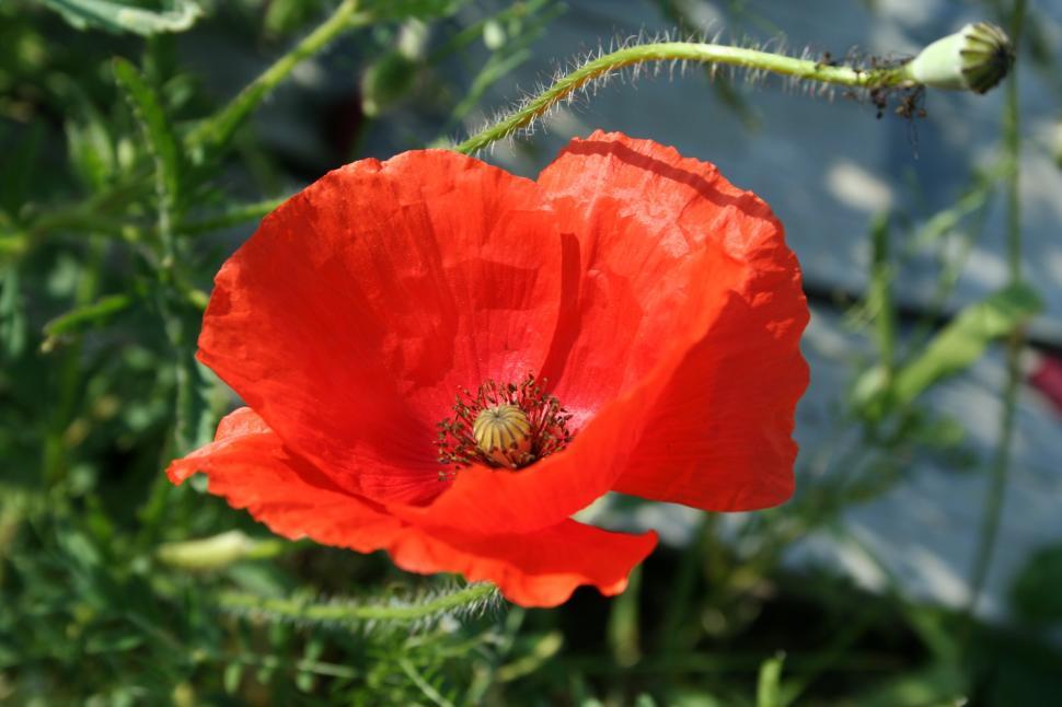 Free Image of Poppy 