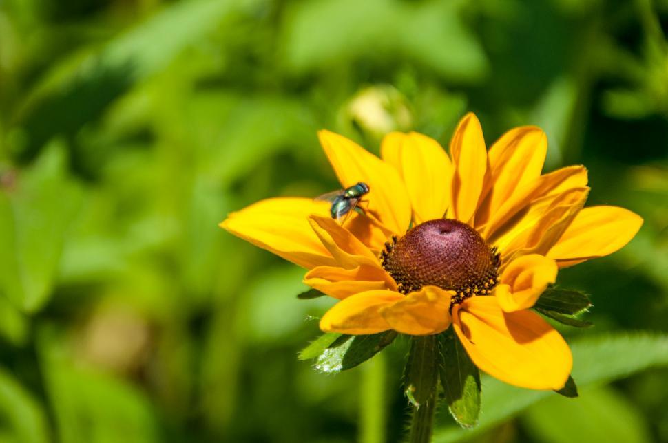 Free Image of Black-eyed susan flower 