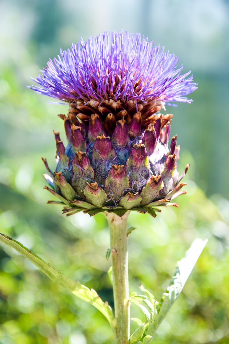 Free Image of Onopordum acanthium flower 