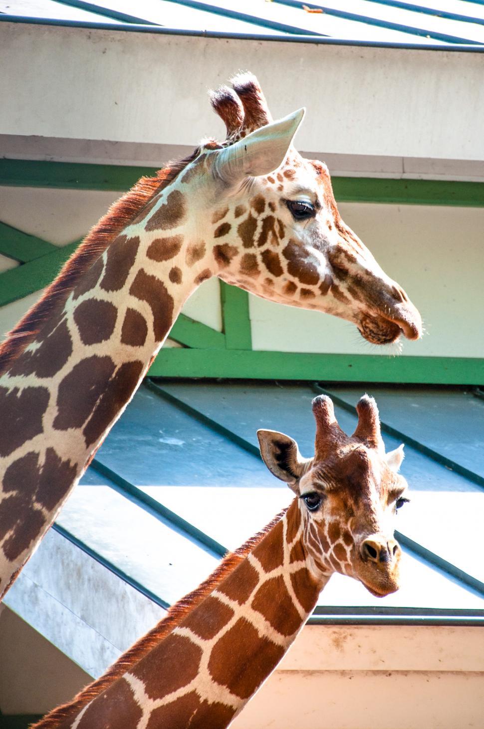 Free Image of Giraffes in the zoo 