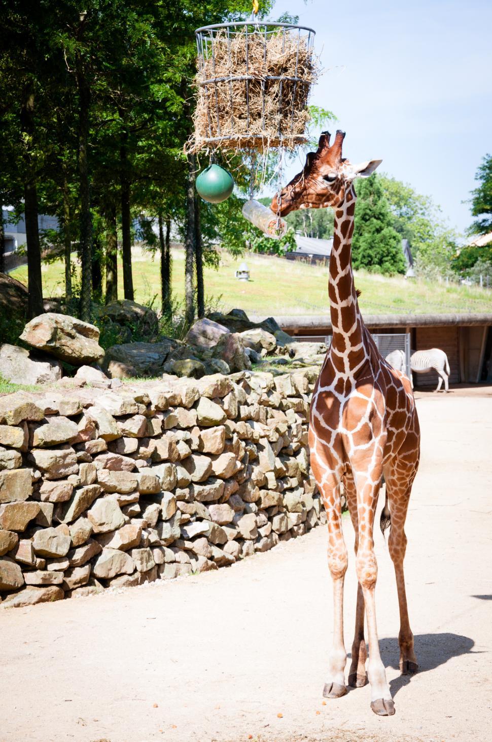 Free Image of Giraffe in the zoo 
