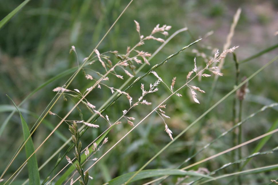 Free Image of Grass 