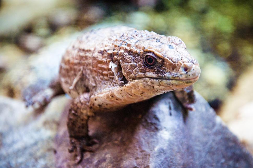 Free Image of A close up of a lizard 