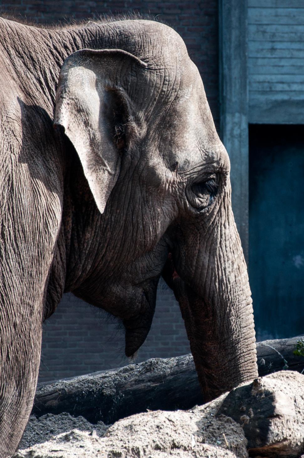Free Image of African elephant 