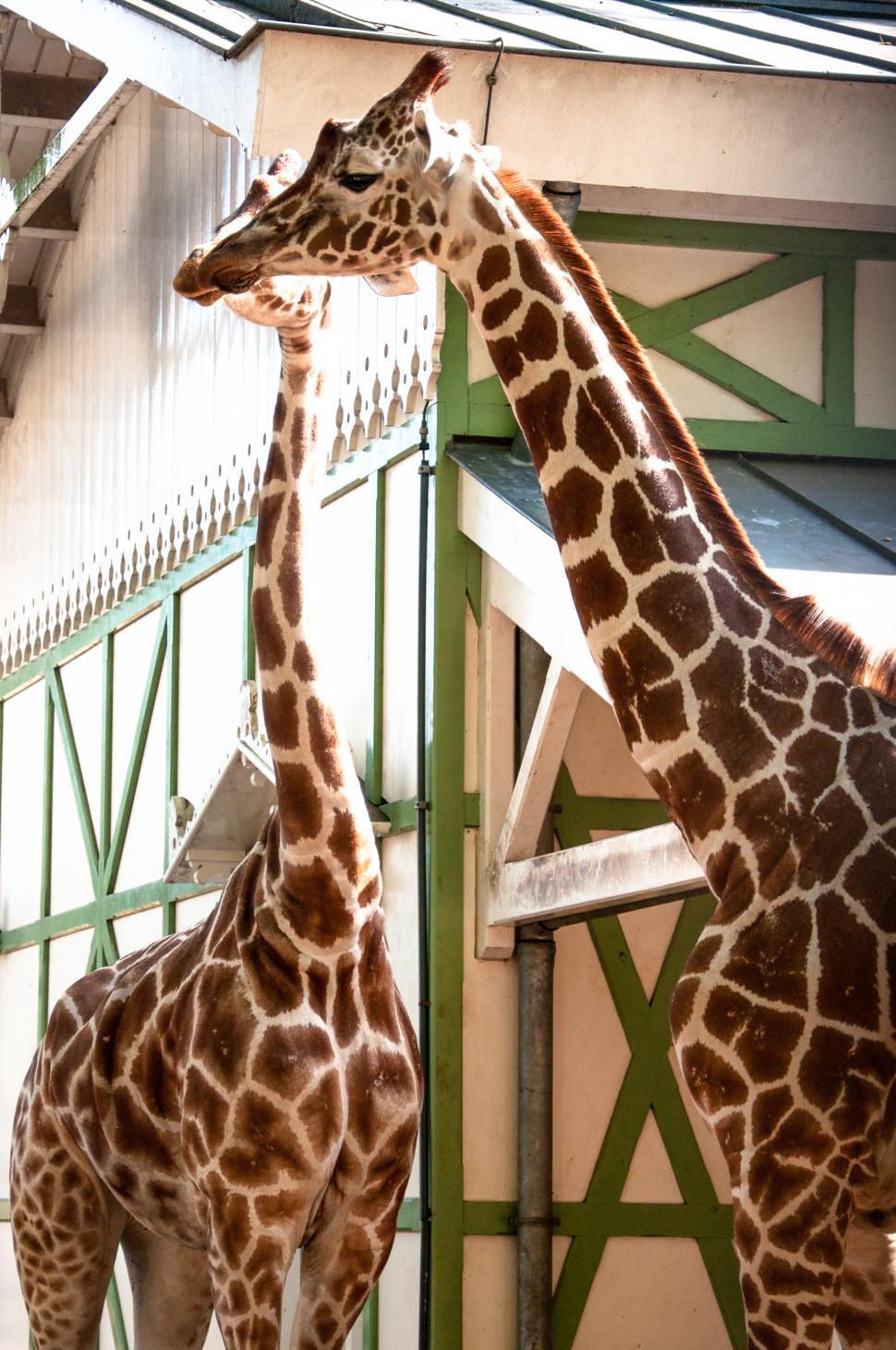 Free Image of Giraffe in the zoo 