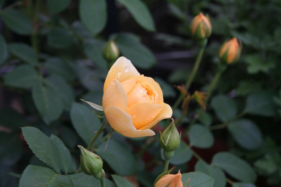 Free Image of Rose 