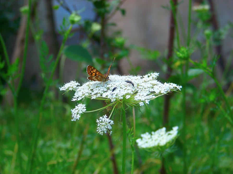 Free Image of Monarch butterfly on a flower 