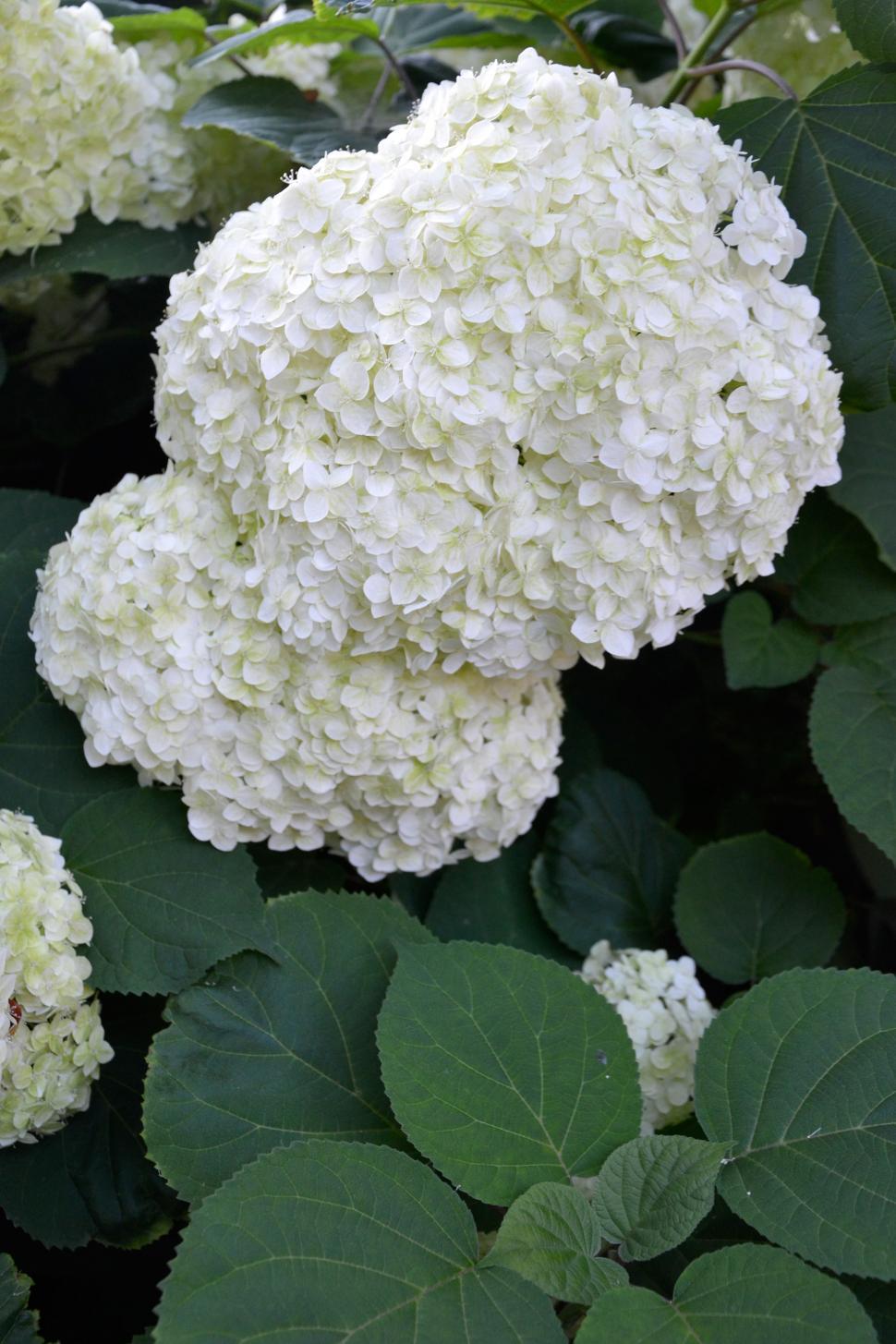Free Image of Inflorescence of smooth hydrangea 