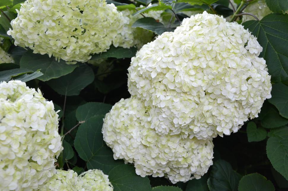 Free Image of Smooth hydrangea 