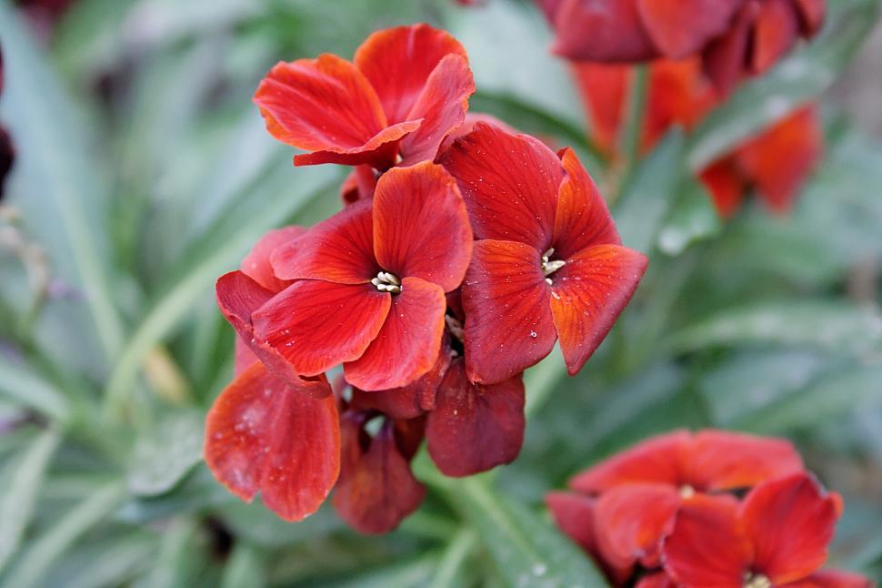 Free Image of Red flowers 