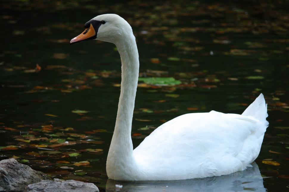 Free Image of Mute swan 