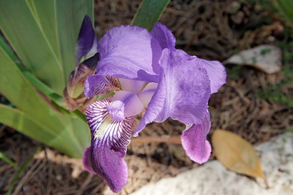 Free Image of Iris flower 
