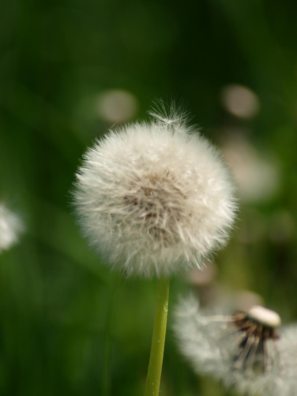 Free Image of Plants/flowers 