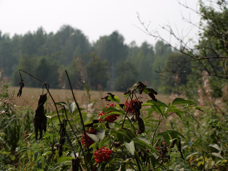 Free Image of Plants/flowers 