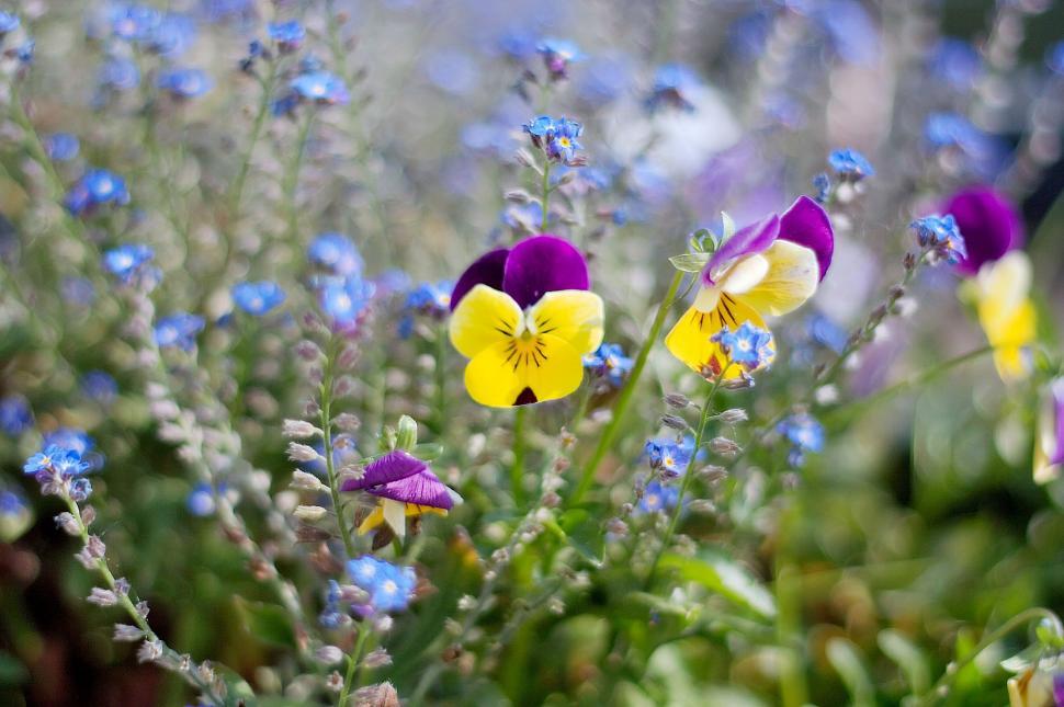 Free Image of Flowers 