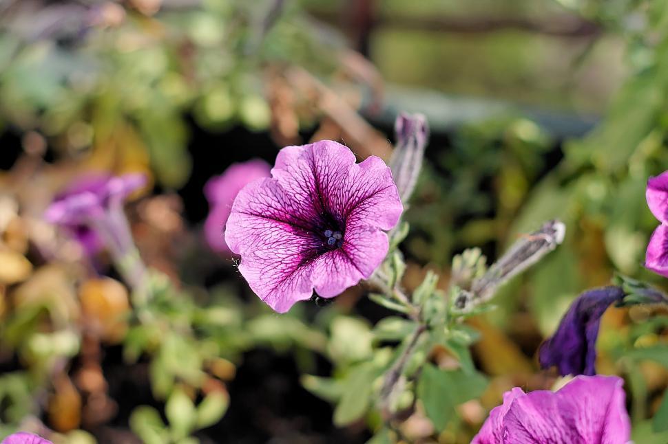Free Image of Flower 