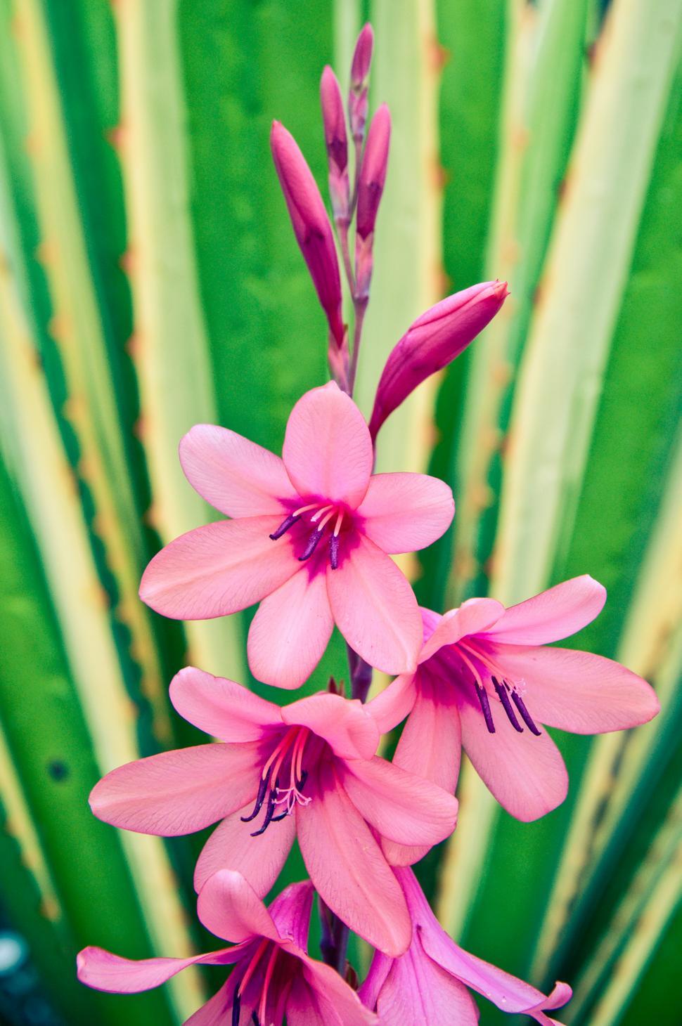 Free Image of Pink flowers 
