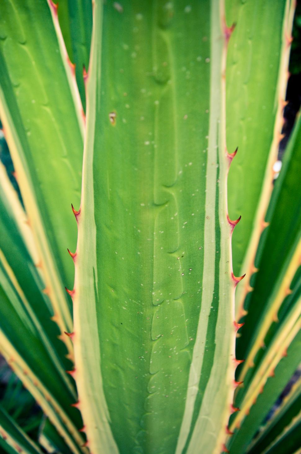 Free Image of Green agave leaves cactus plant 