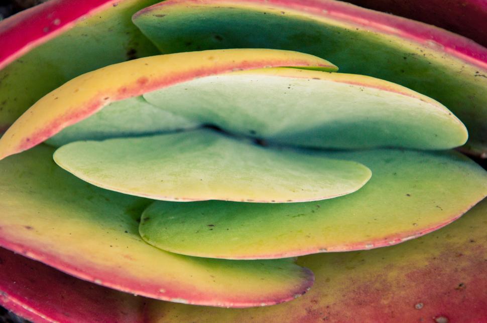Free Image of CACTUS PLANT 