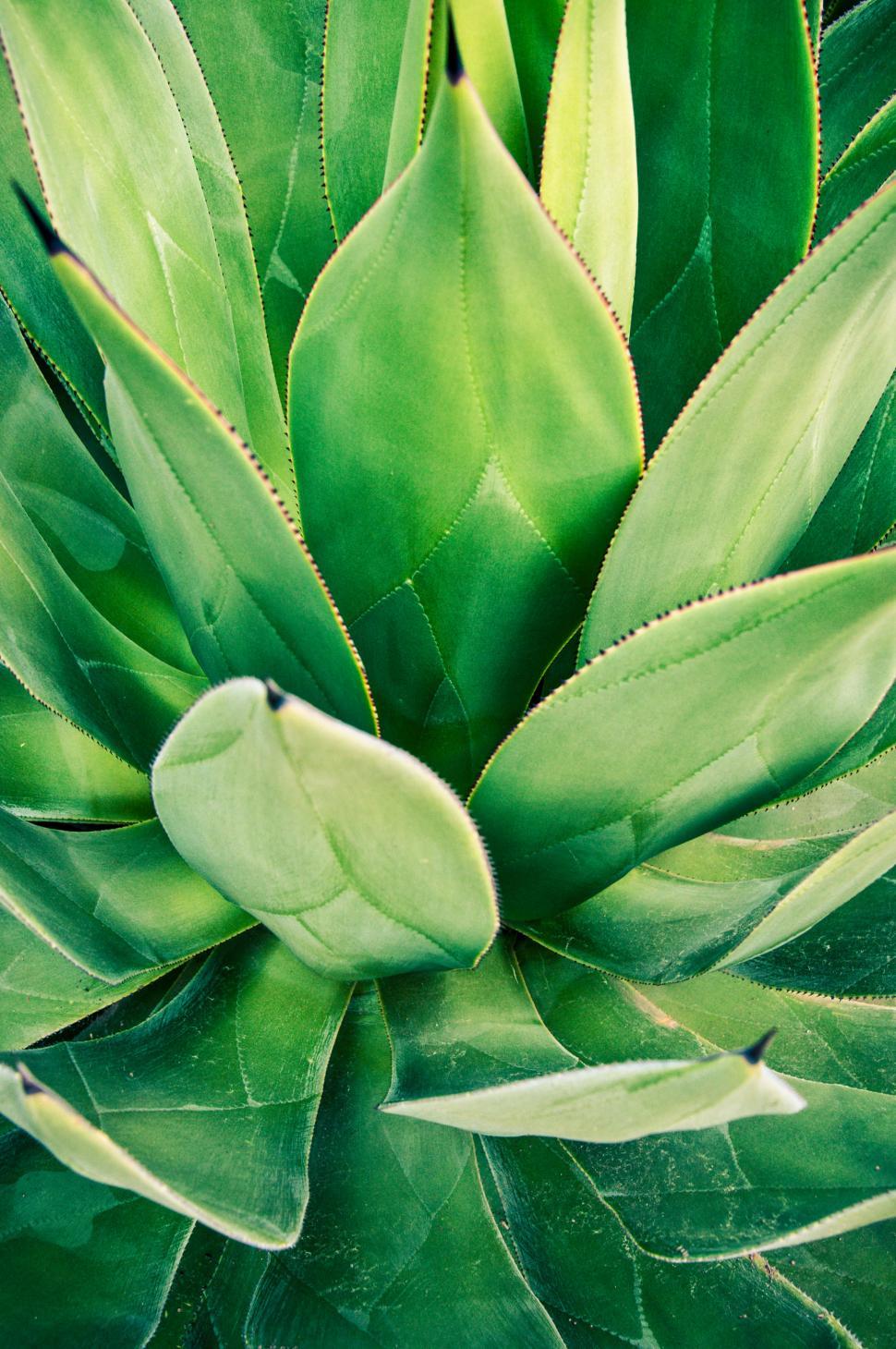 Free Image of Sharp pointed agave plant leaves 