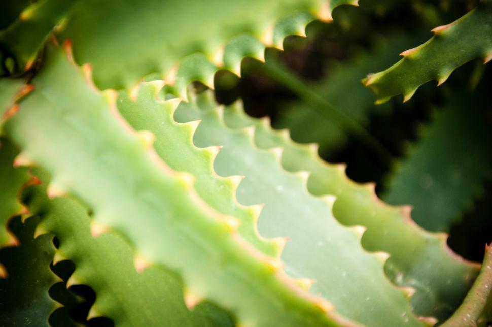 Free Image of Agave cactus leaves 
