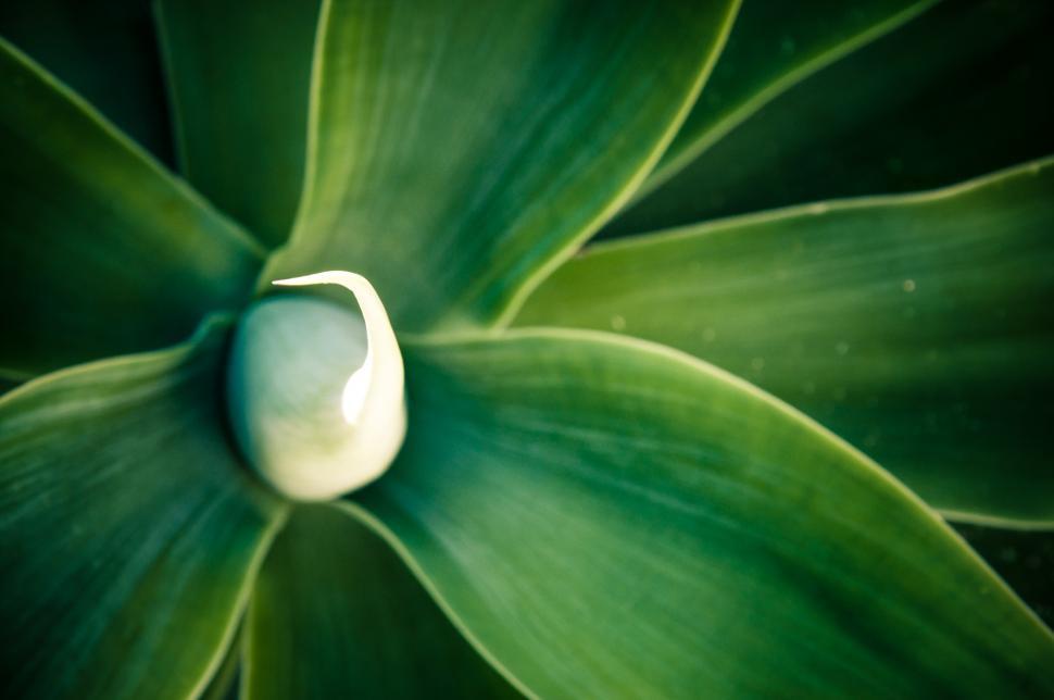 Free Image of agave plant leaves 