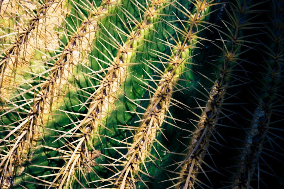 Free Image of Close up of globe shaped cactus 
