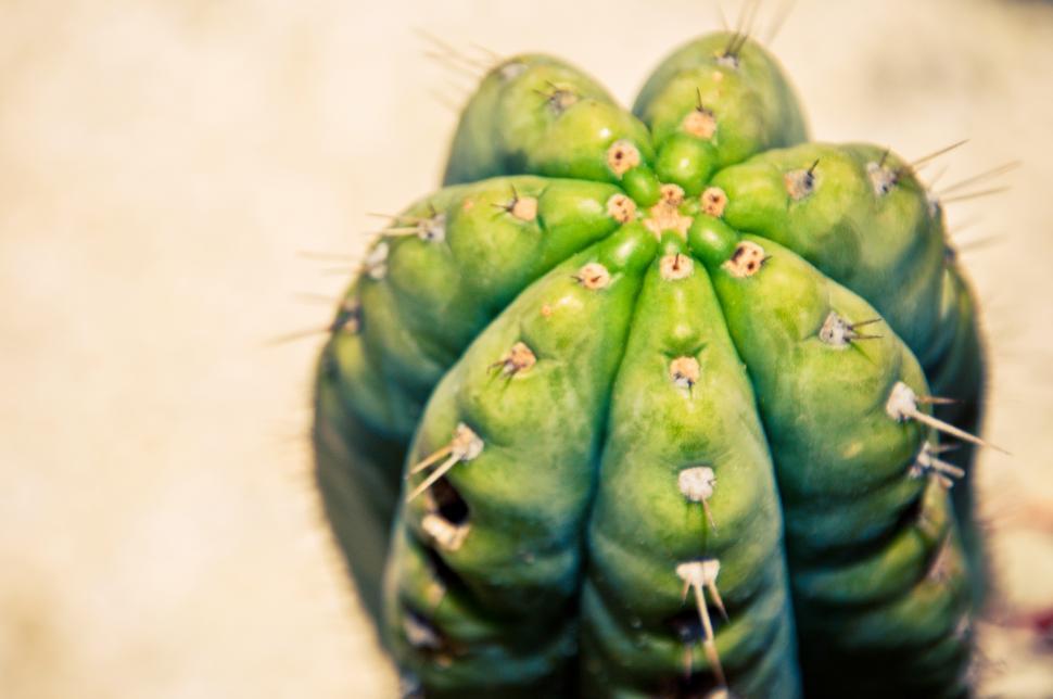 Free Image of Close up of cactus plant 