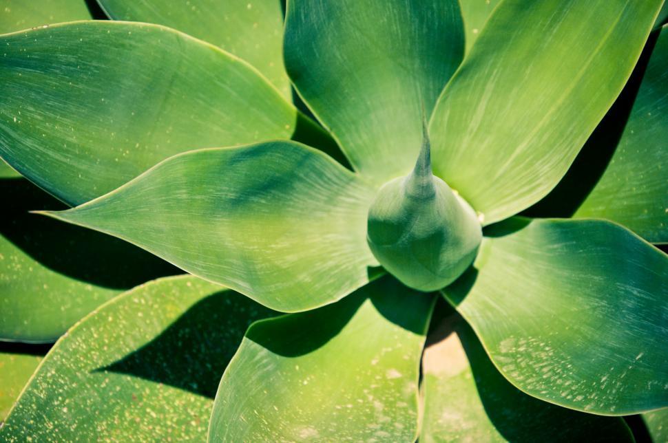 Free Image of agave plant leaves 