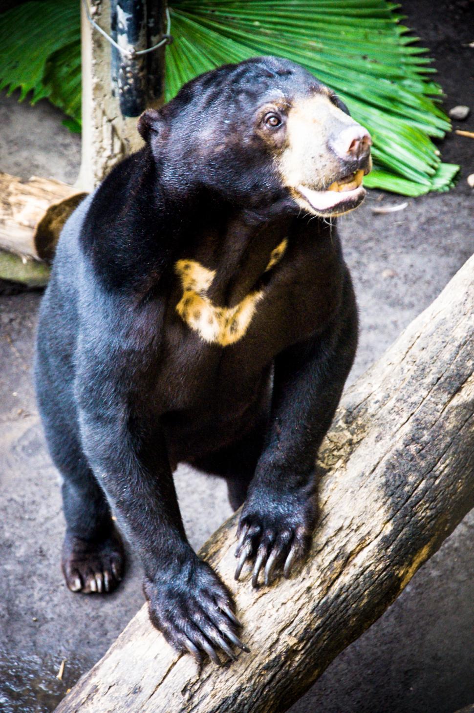 Free Image of Sun bear 
