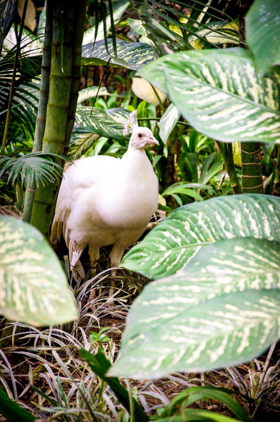 Free Image of White peacock bird 