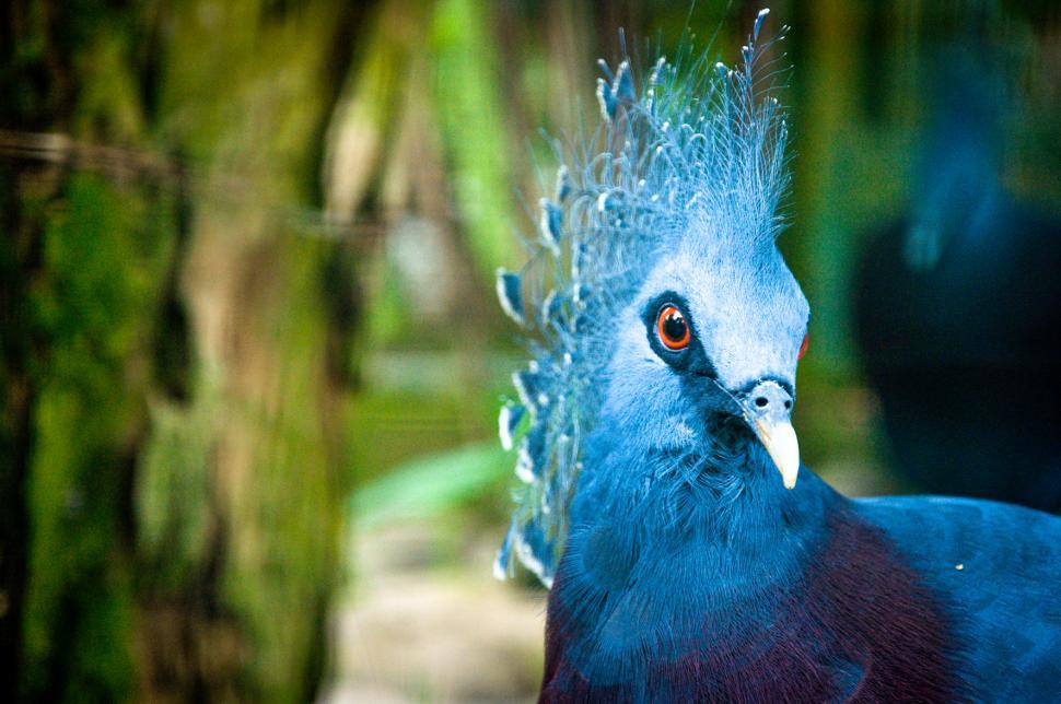 Free Image of Blue peacock 