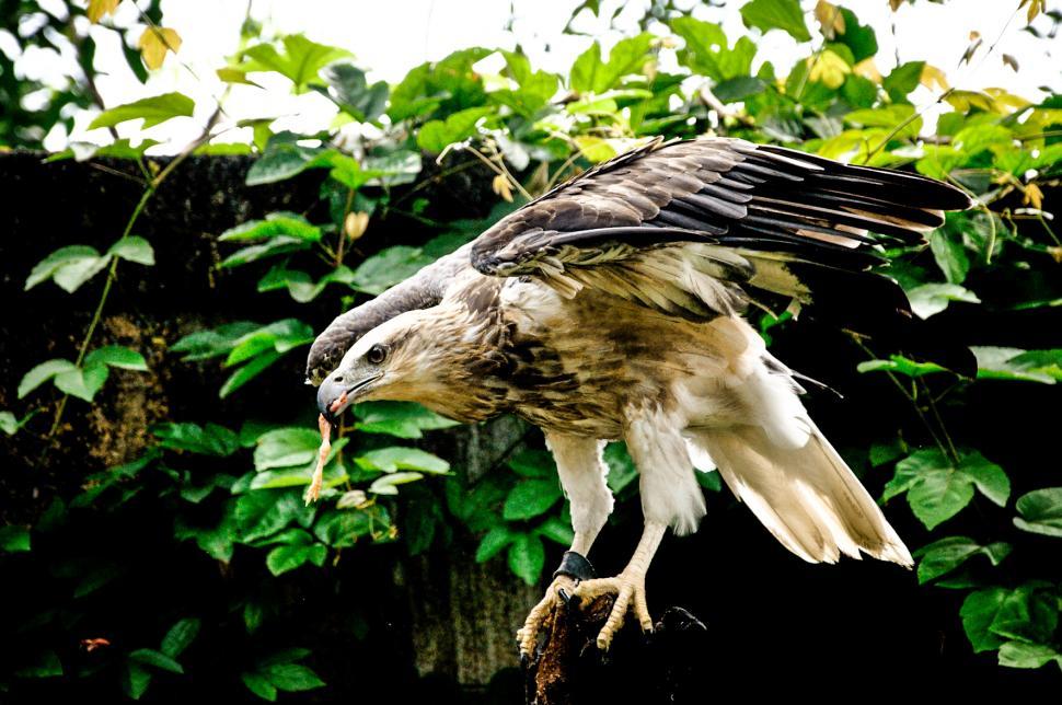Free Image of Falcon flying 