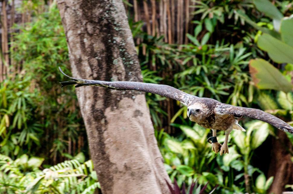 Free Image of Falcon flying 