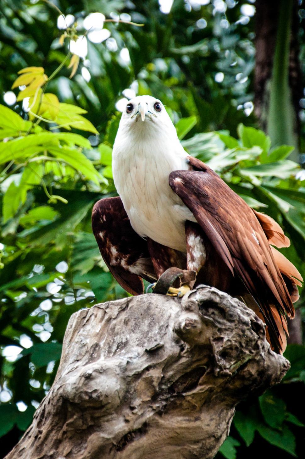 Free Image of Eagle 