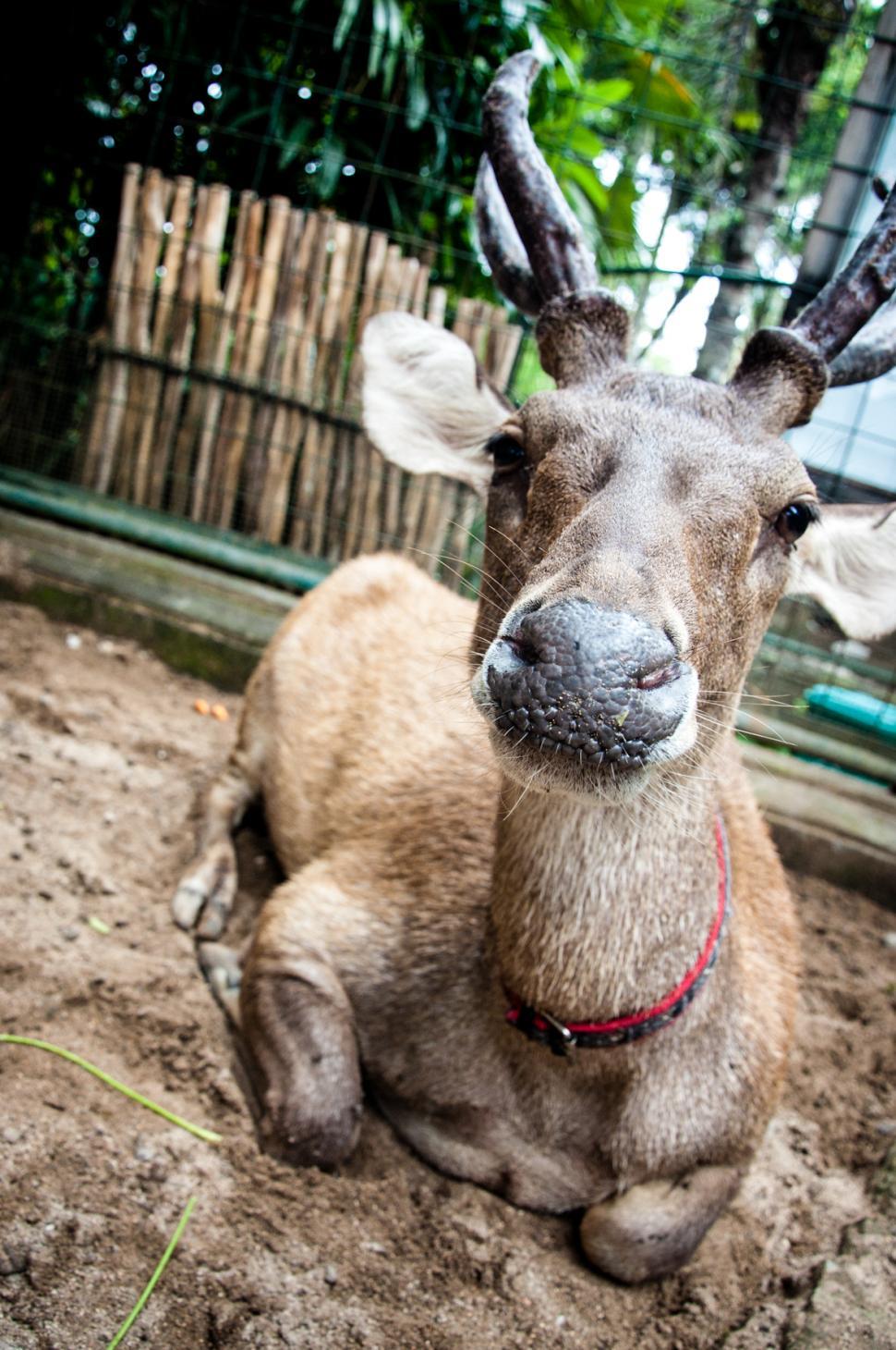 Free Image of Deer 