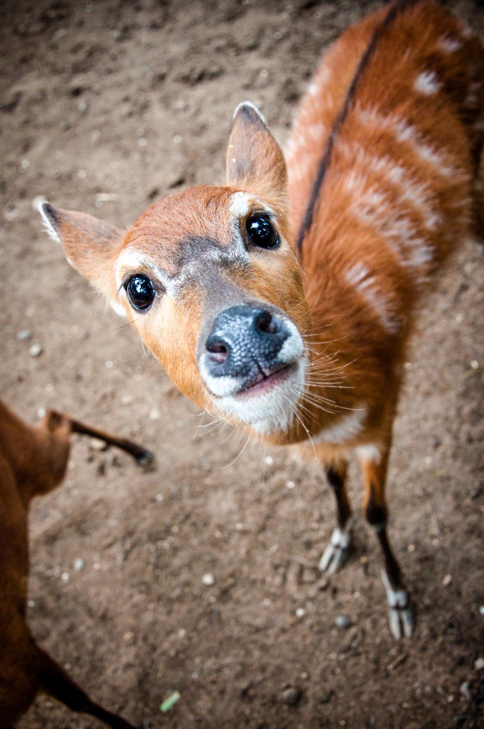Free Image of Deer 