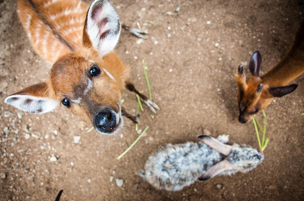 Free Image of Deer 
