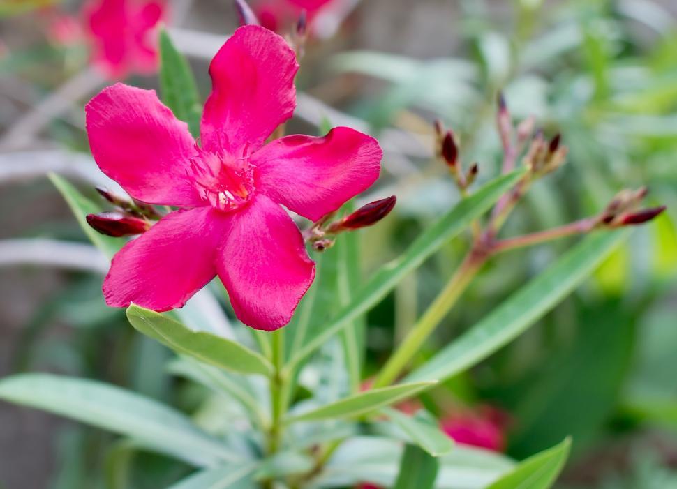Free Image of Oleander flower 