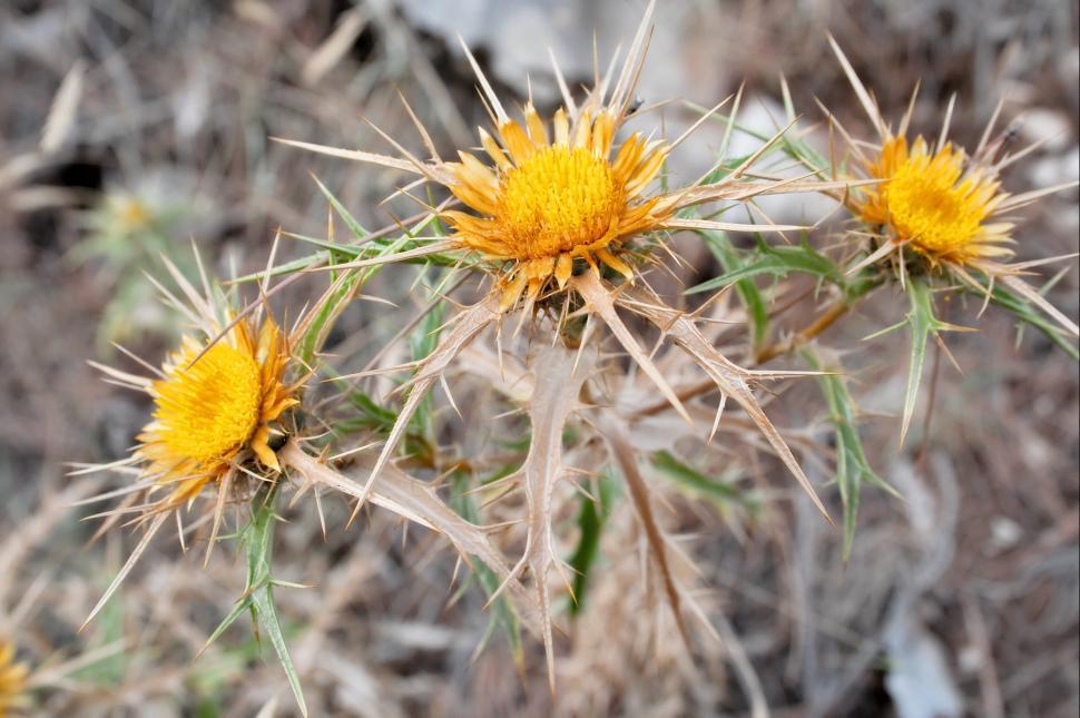 Free Image of The weed 