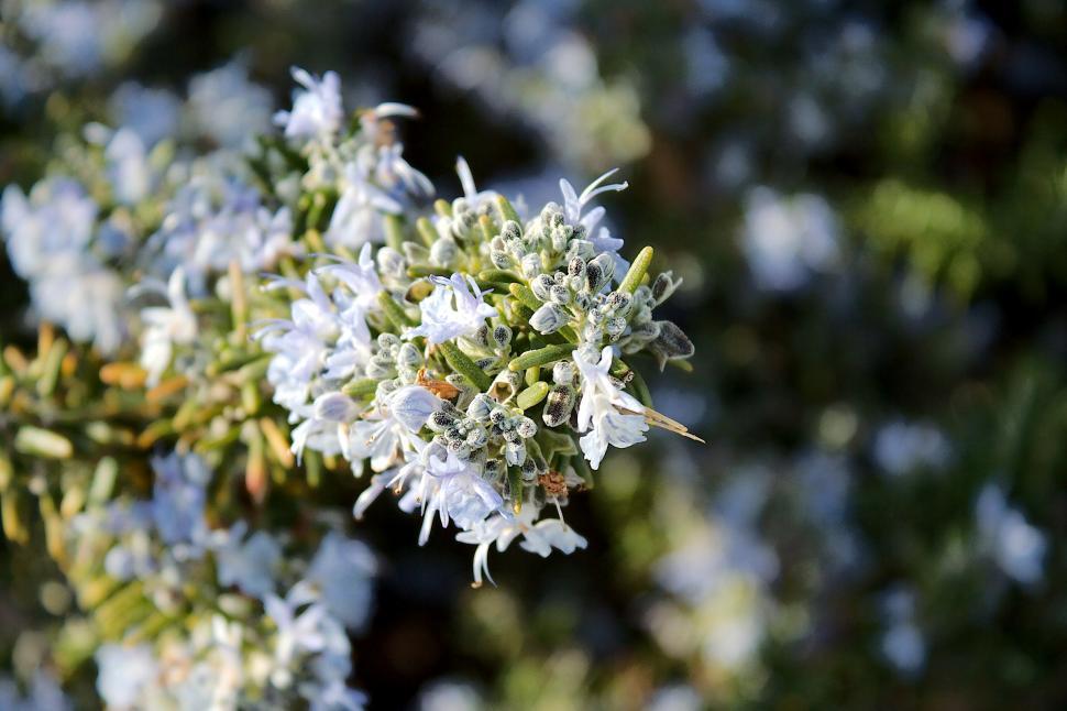 Free Image of Rosemary flowers 