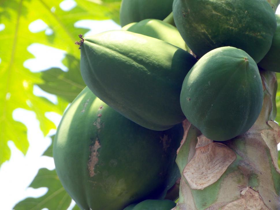 Free Image of Papaya Fruit Tree 