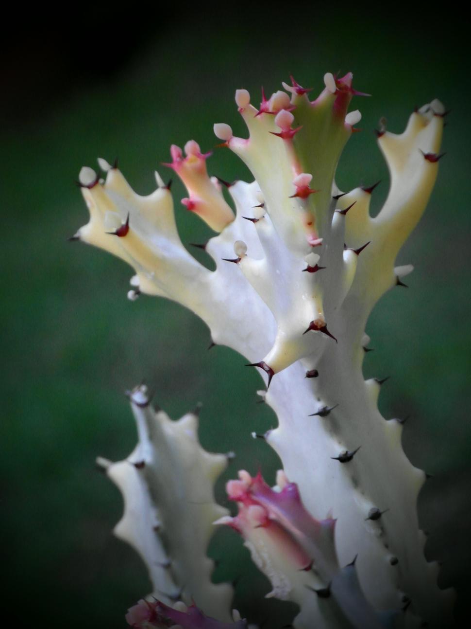 Free Image of Cactus 