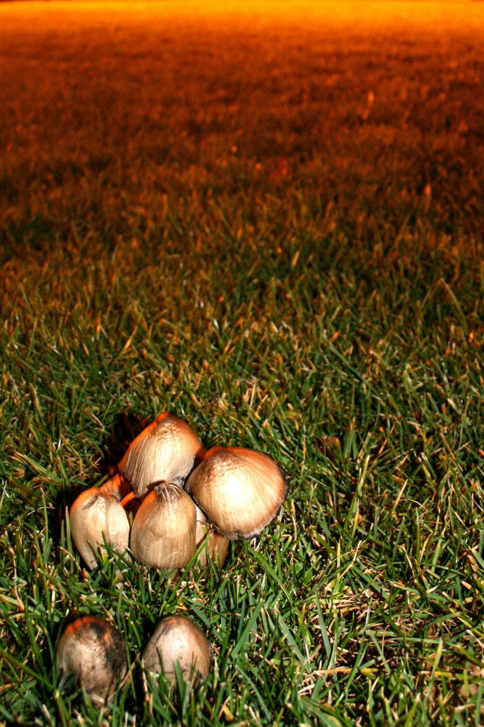Free Image of Mushrooms 