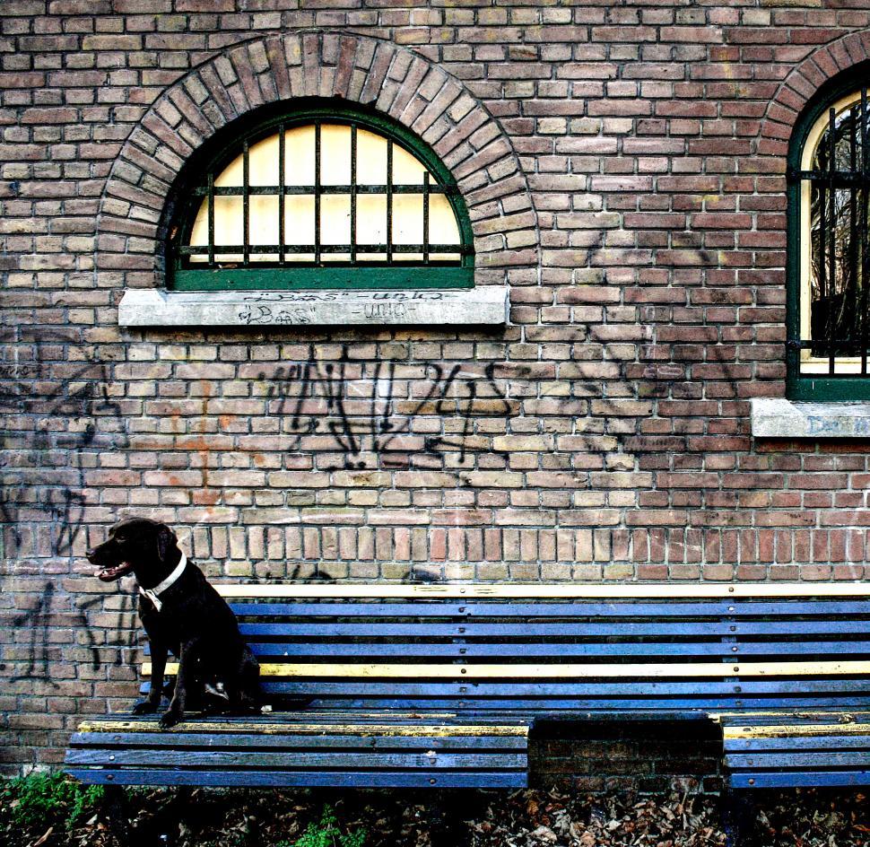 Free Image of Labrador dog sitting on bench 