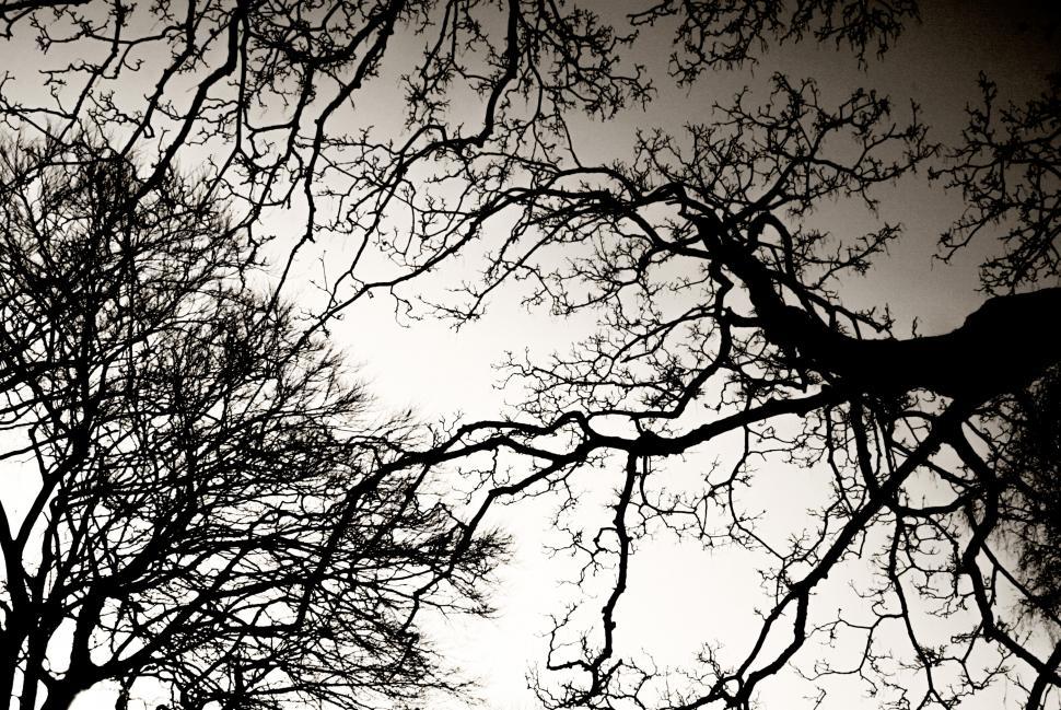 Free Image of Tree branches with backlight 