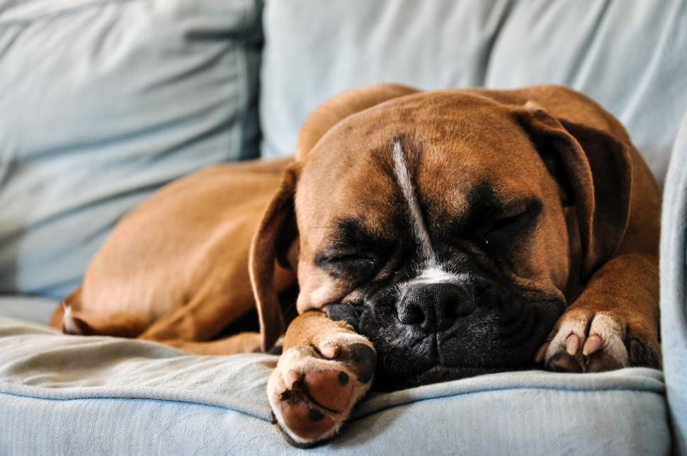 Free Image of Boxer dog sleeping 